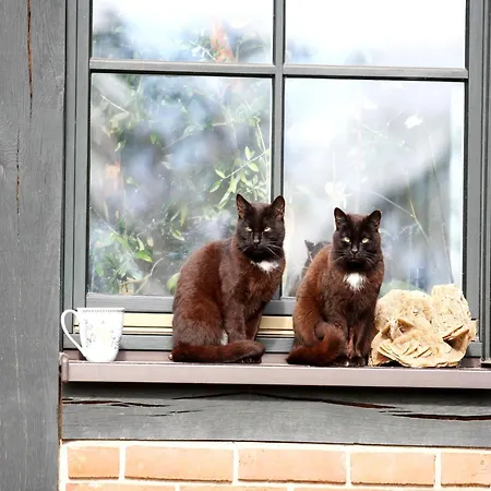Reihenhaus Tulpe In Lohmen * Garden