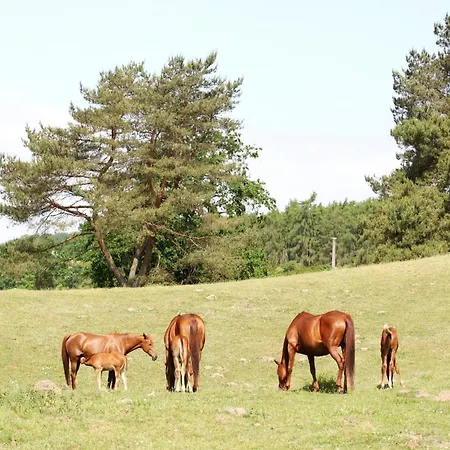 بيت للعطل Reihenhaus Tulpe In Lohmen *