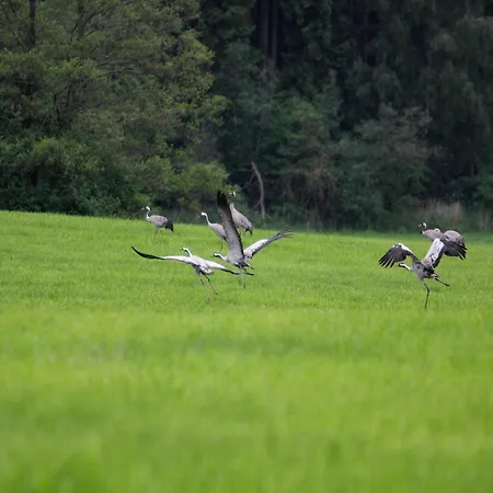 بيت للعطل Reihenhaus Tulpe In Lohmen Garden