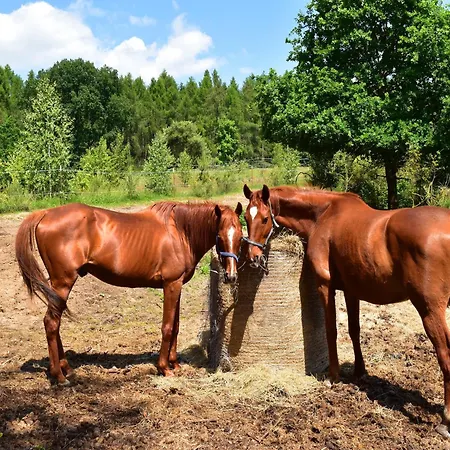 Reihenhaus Tulpe In Lohmen *